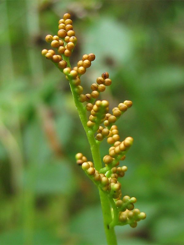 Image of Botrychium multifidum specimen.