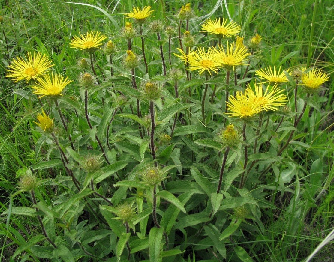 Image of Inula hirta specimen.