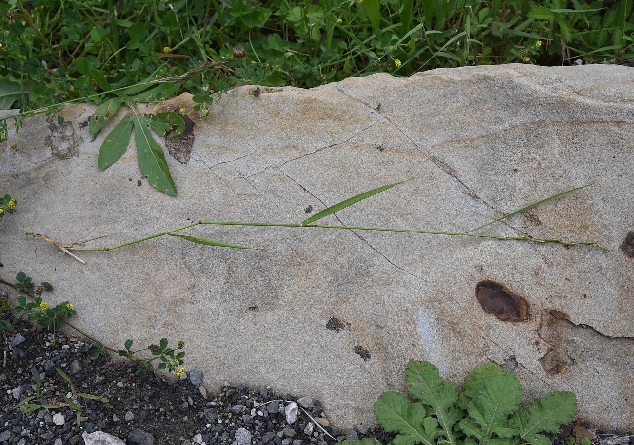 Изображение особи семейство Poaceae.