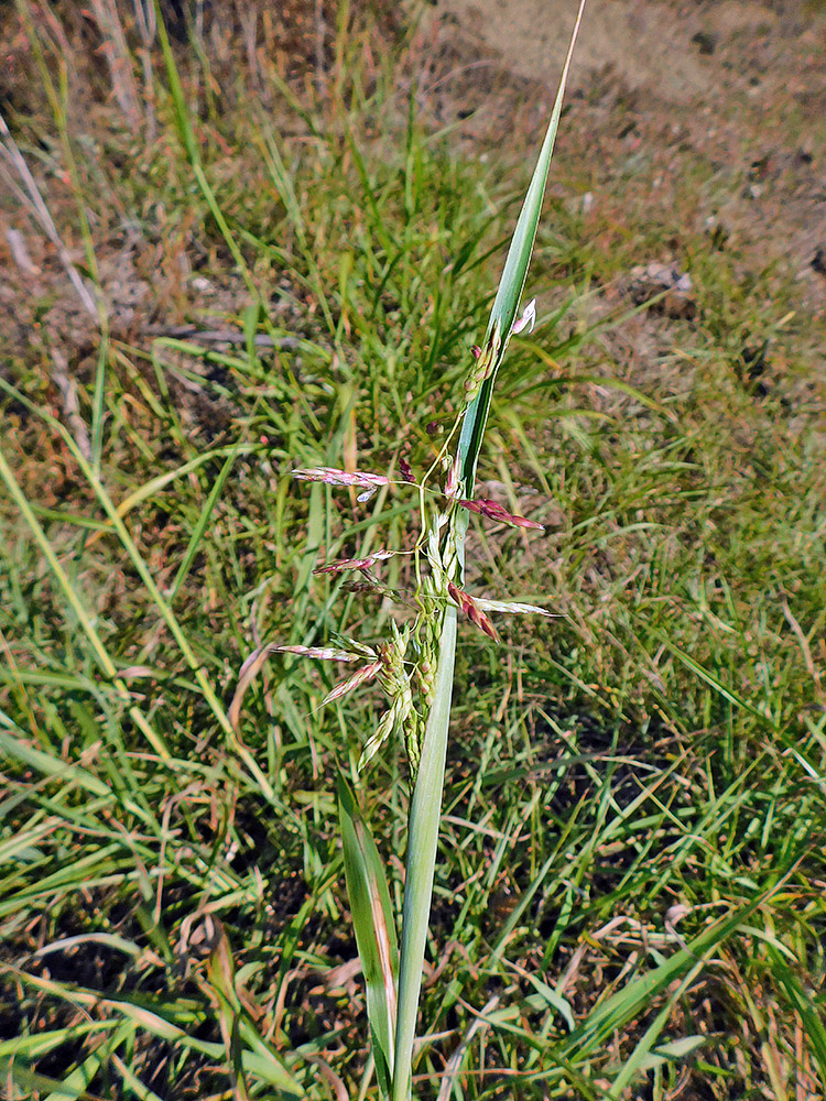 Изображение особи Sorghum halepense.