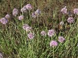 Allium senescens