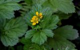 Geum macrophyllum