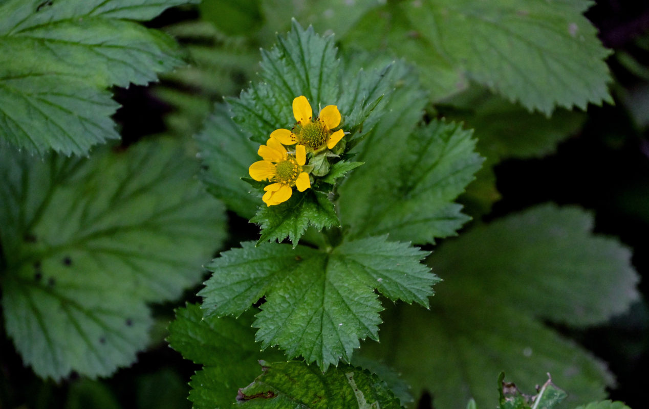 Image of Geum macrophyllum specimen.