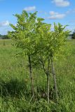 род Robinia. Молодое растение. Беларусь, Витебская обл., окр. пос. Езерище, дендрарий, суходольный луг. 20.07.2024.