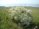 Crambe gibberosa. Цветущее растение в петрофитной степи. Крым, Керченский п-ов, Караларский региональный ландшафтный парк. 03.06.2007.