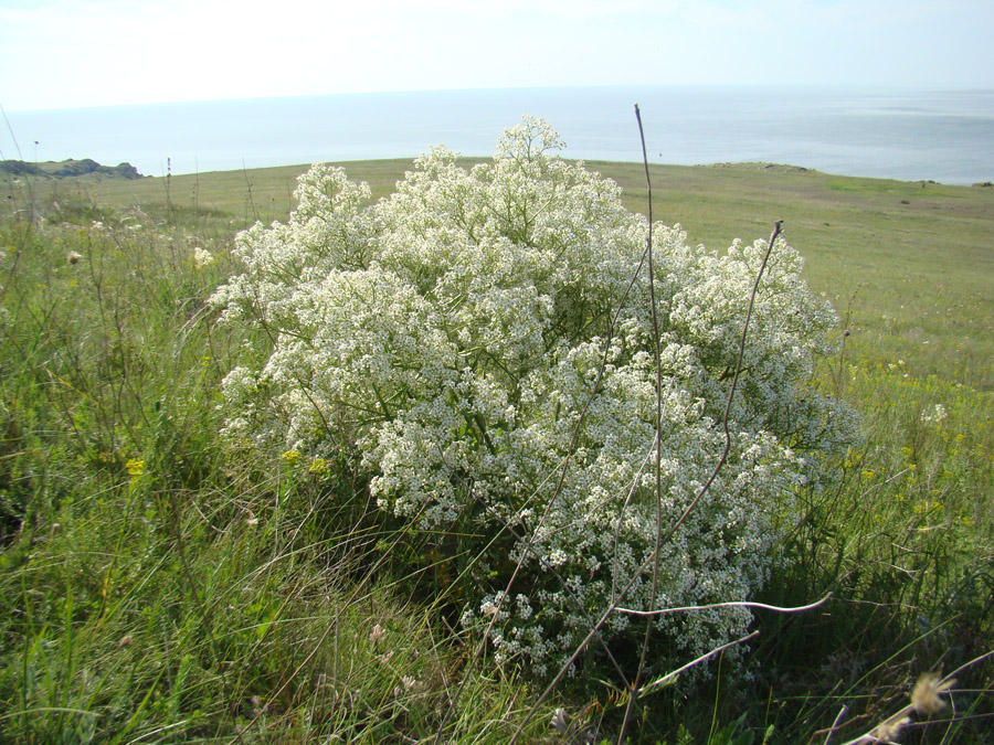 Изображение особи Crambe gibberosa.