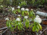 Ledum hypoleucum