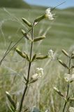 Image of taxon representative. Author is Мария Жукова