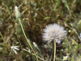 Hypochaeris glabra