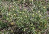 genus Potentilla