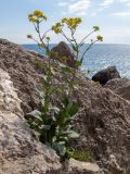 Isatis tinctoria. Цветущее растение. Крым, г. Судак, ур. Алчак-Кая, мыс Алчак, в расщелине скалы. 10.04.2025.