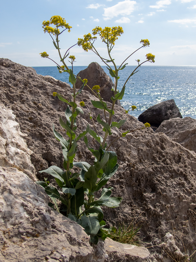 Image of Isatis tinctoria specimen.
