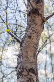 Betula czerepanovii. Часть ствола взрослого дерева. Мурманск, Октябрьский р-н, окр. оз. Среднее, смешанный лес с доминированием Betula. 31.05.2025.