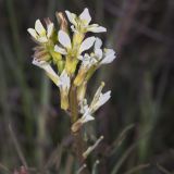 Image of taxon representative. Author is Евгений Комаров