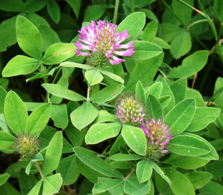 Изображение особи Trifolium medium.