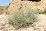 Girgensohnia oppositiflora