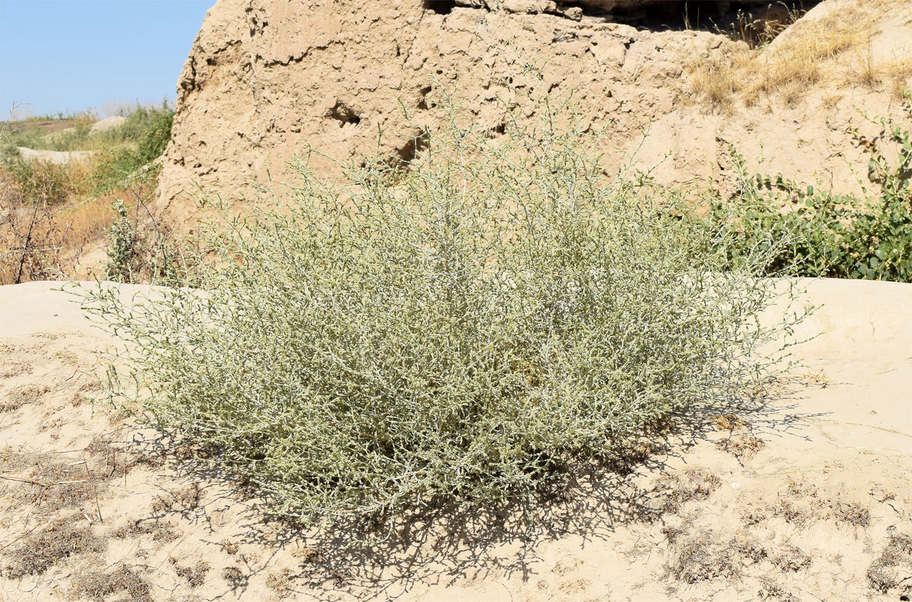 Image of Girgensohnia oppositiflora specimen.