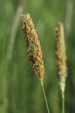 Alopecurus pratensis