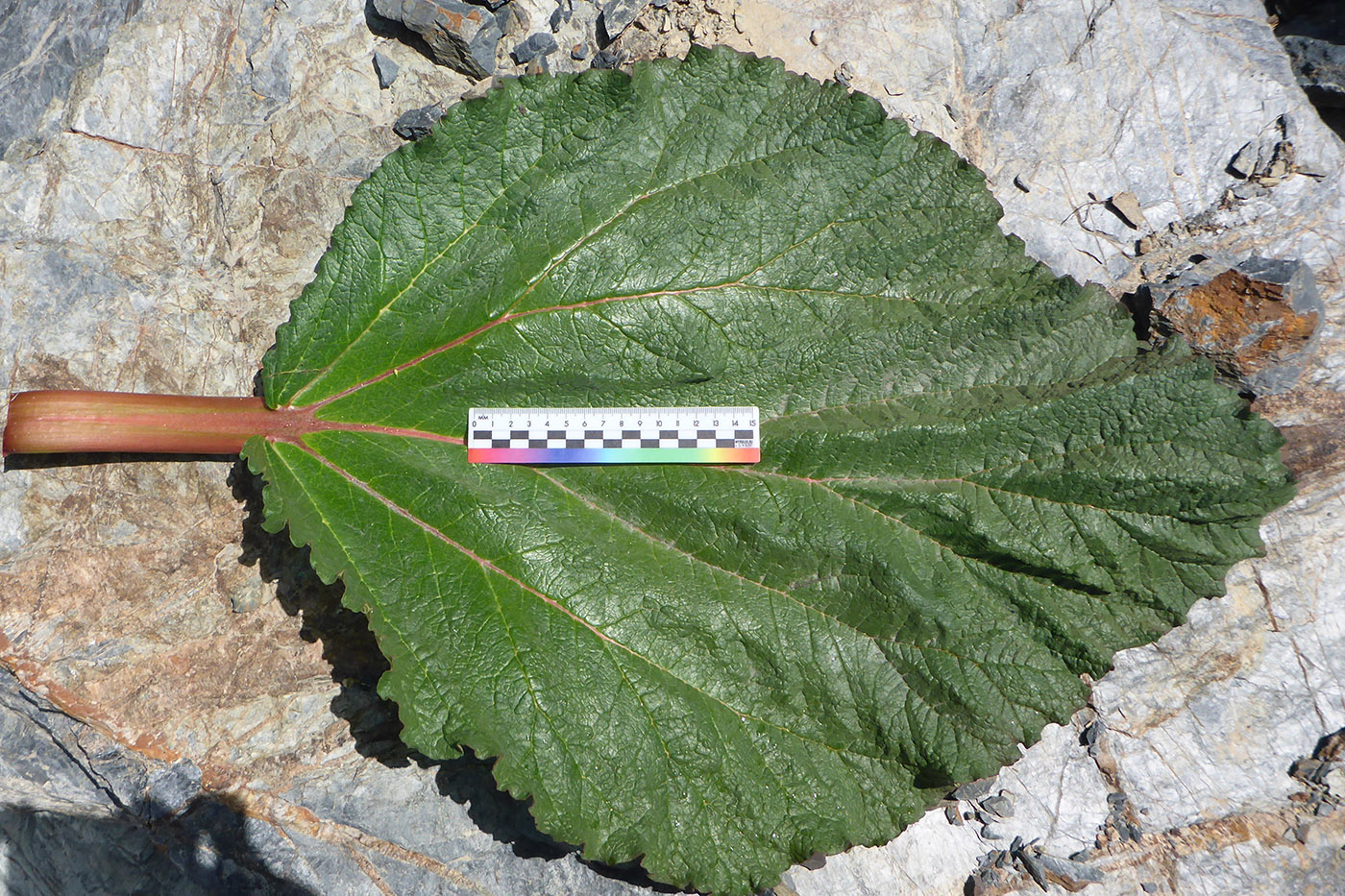 Image of Rheum spiciforme specimen.