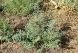 Lagonychium farctum. Плодоносящее растение. Узбекистан, г. Ташкент, Ботанический сад им. Ф.Н. Русанова, глинистая почва, в культуре. 04.08.2025.