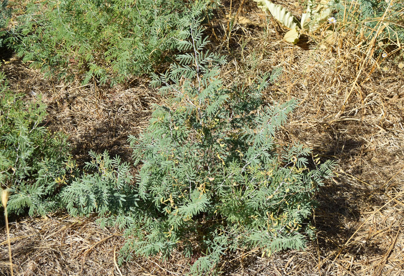 Изображение особи Lagonychium farctum.