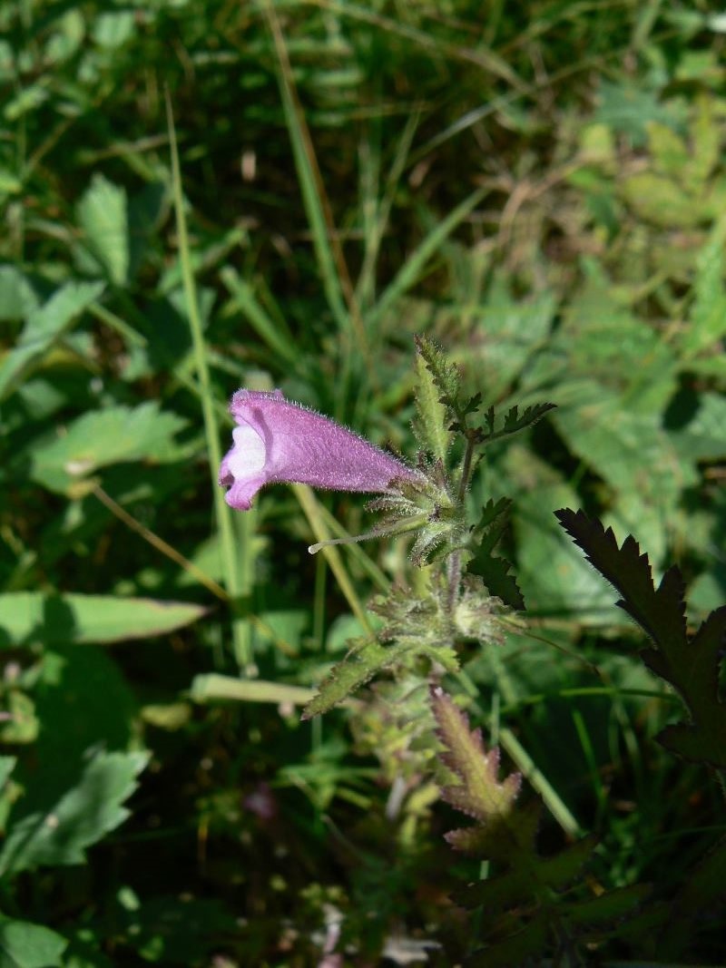 Image of Phtheirospermum chinense specimen.