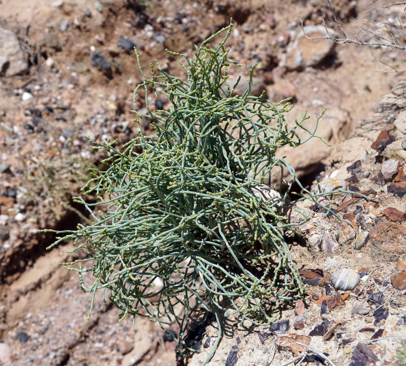 Image of Anabasis turkestanica specimen.