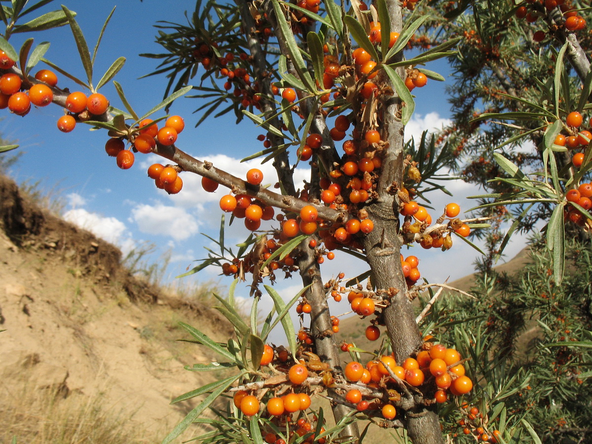 Image of Hippophae rhamnoides specimen.