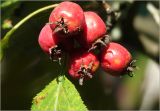 Crataegus submollis. созревшие плоды. Московская обл., Раменский р-н, окр. дер. Хрипань, садовый участок. 16.09.2025.