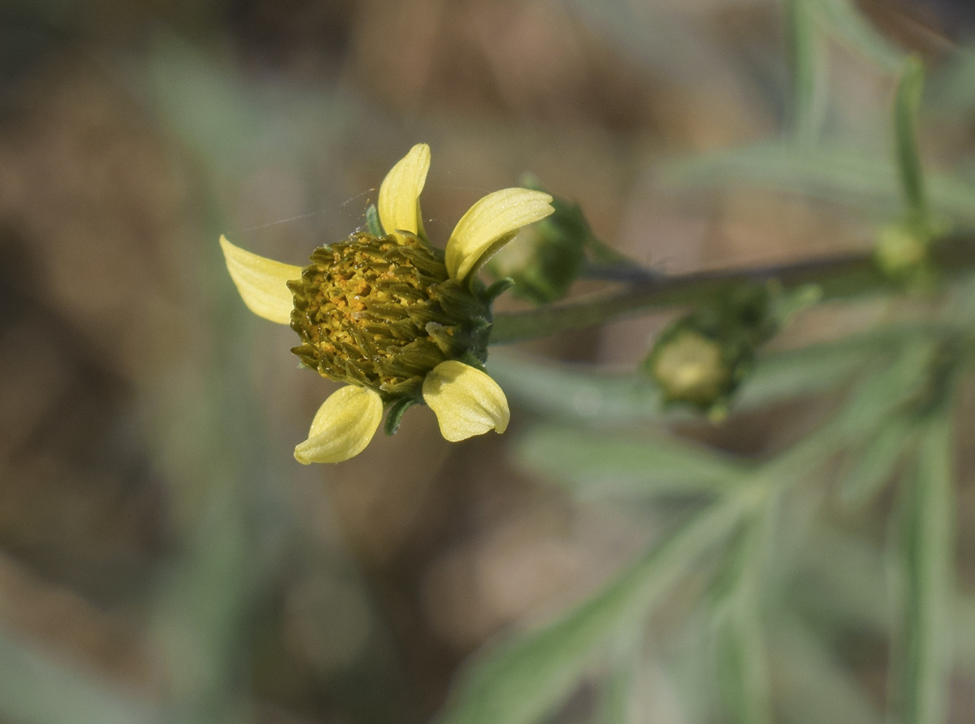 Image of Bidens subalternans specimen.
