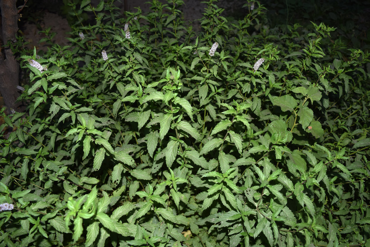 Изображение особи род Mentha.