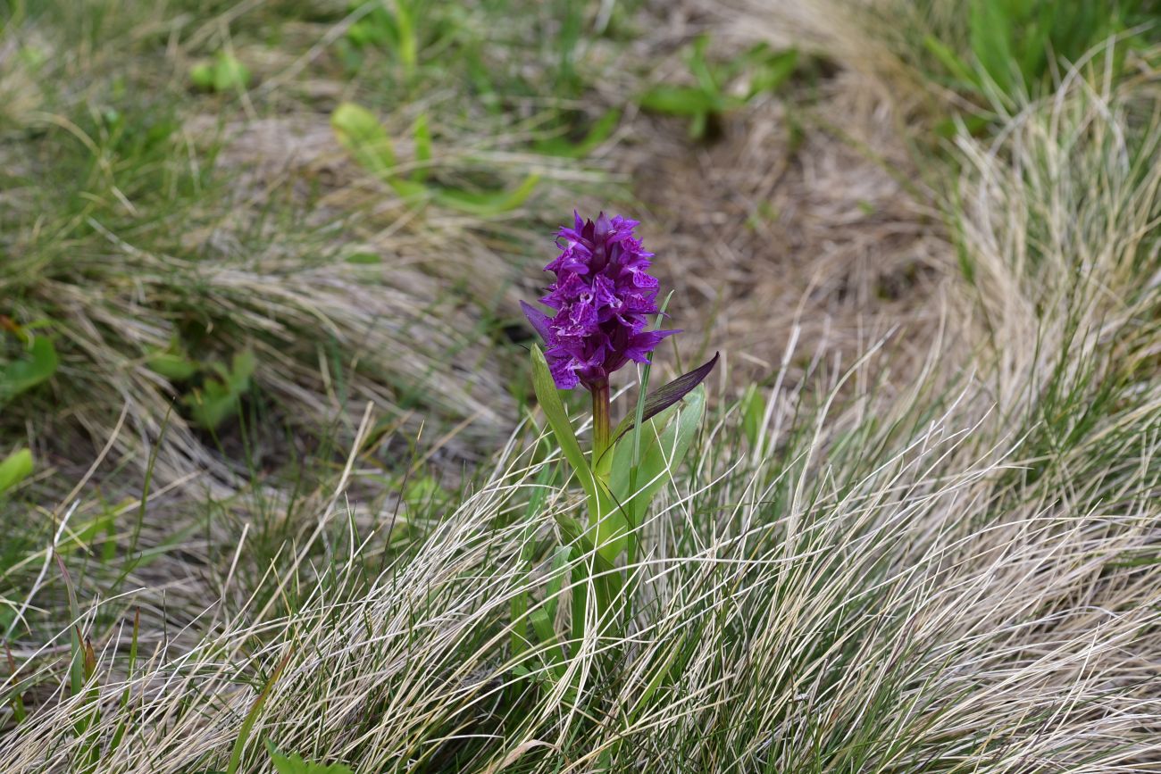 Изображение особи Dactylorhiza euxina.