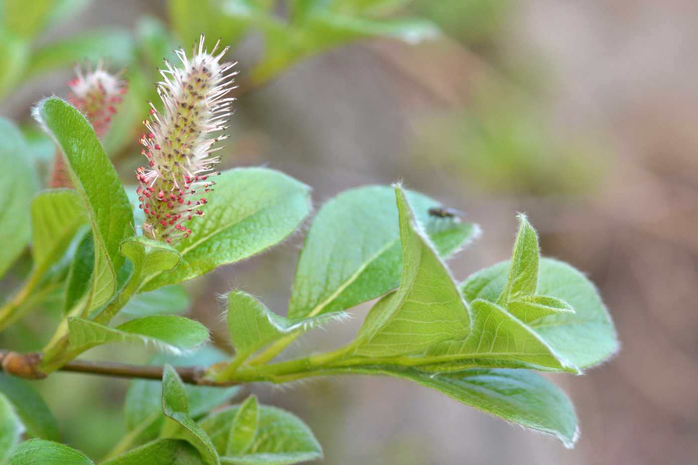 Изображение особи род Salix.