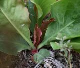 unknown species. Основание вегетирующего растения. Калмыкия, Черноземельский р-н, степь. 02.05.2025.