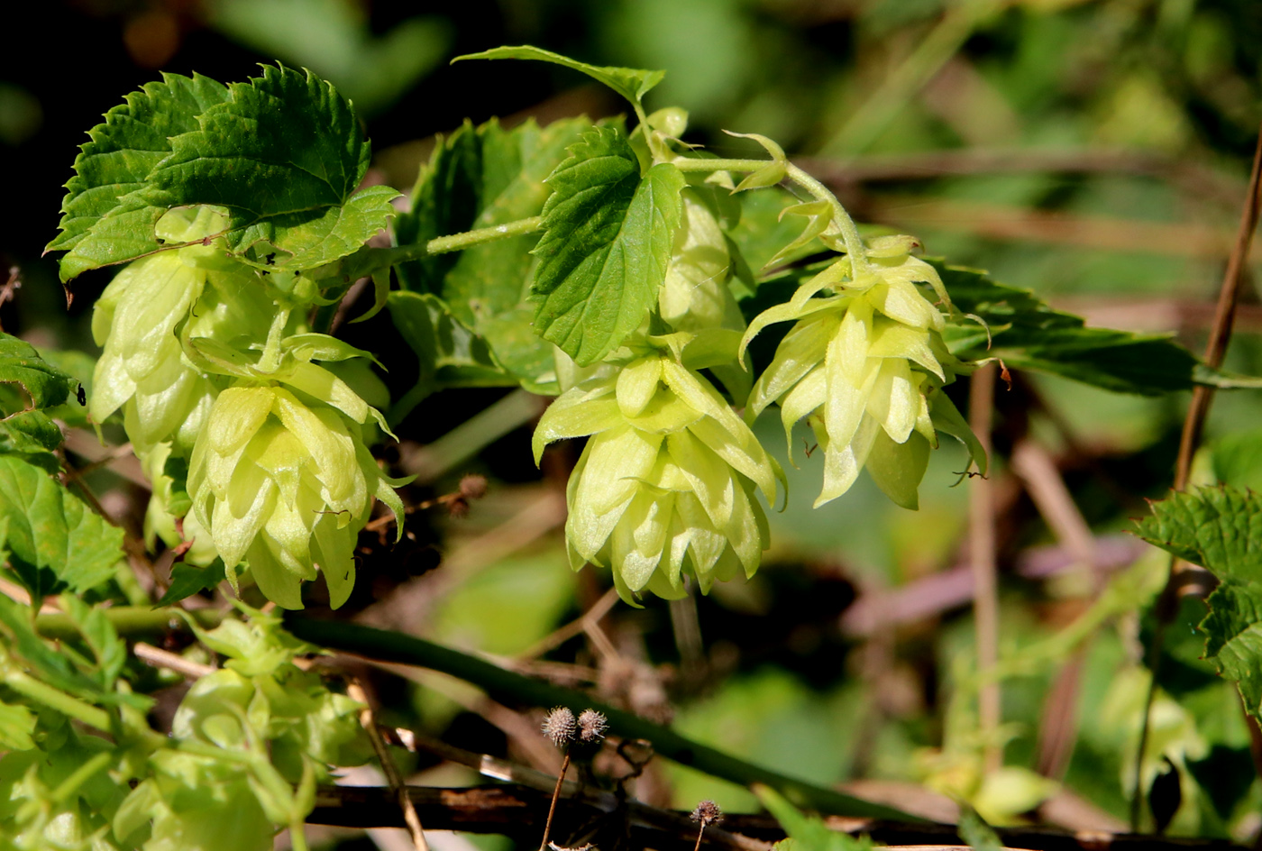 Изображение особи Humulus lupulus.