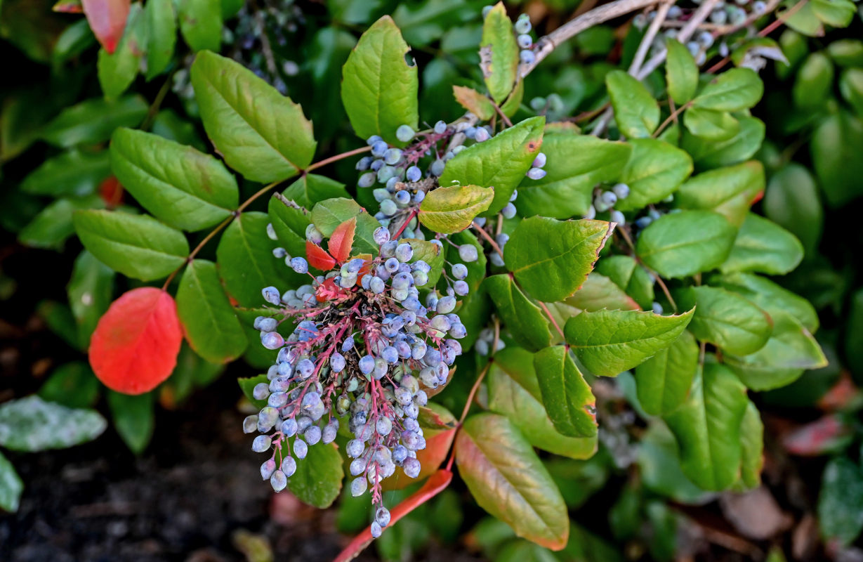 Изображение особи Mahonia aquifolium.