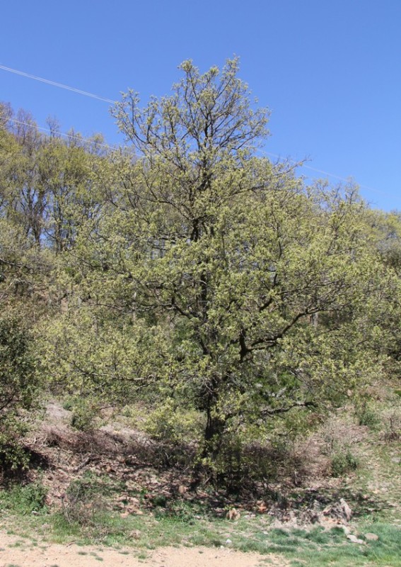 Изображение особи Quercus crenata.