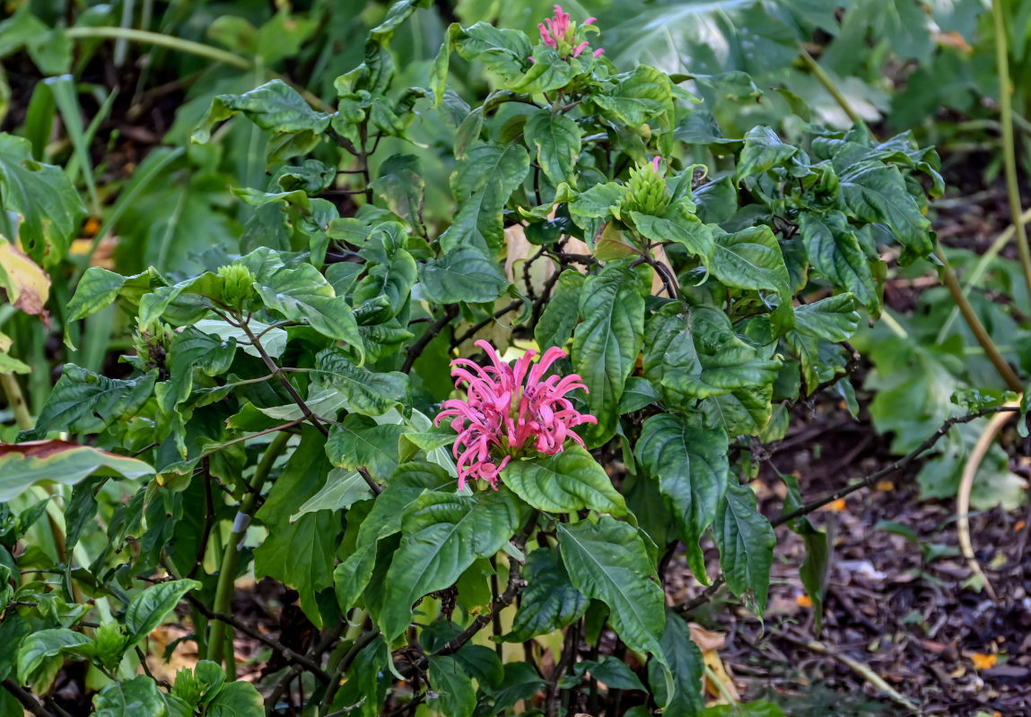 Изображение особи Justicia carnea.