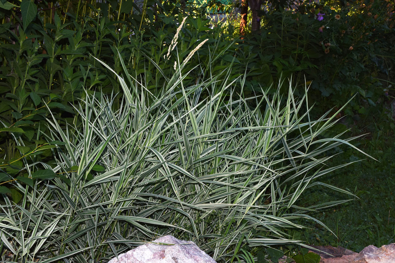 Изображение особи Phalaroides japonica.