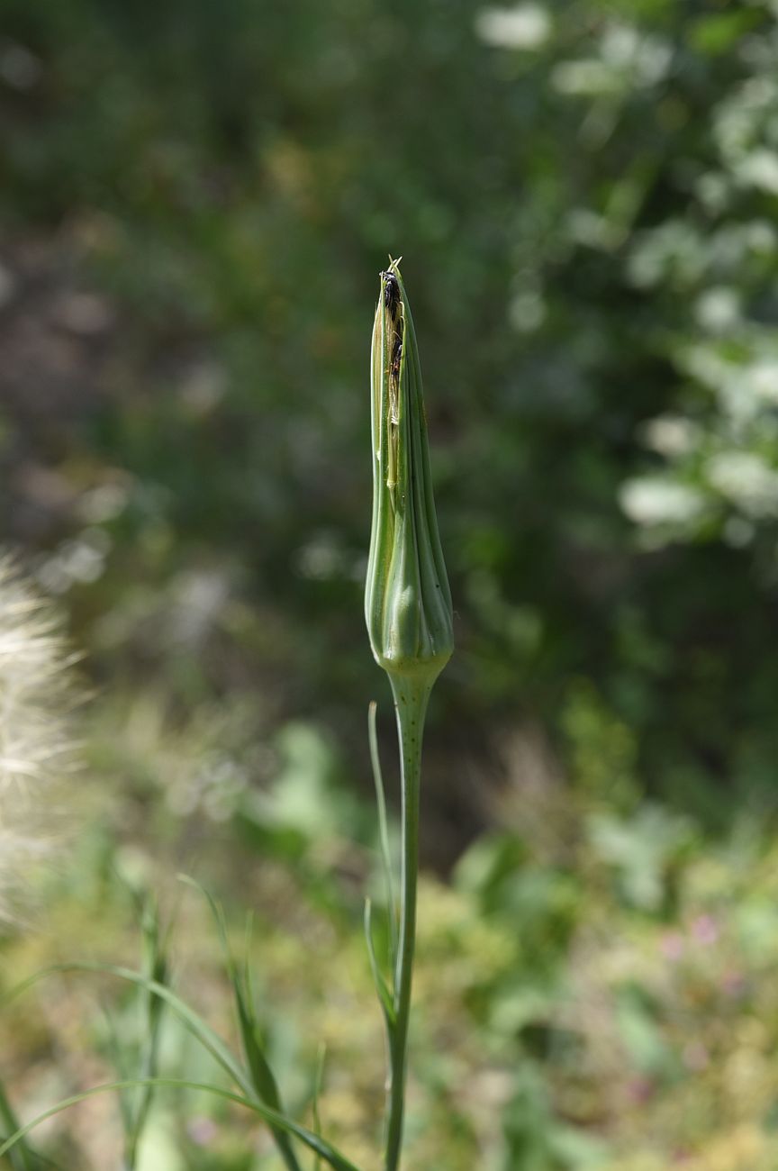Image of genus Tragopogon specimen.