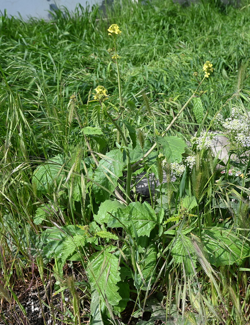 Image of familia Brassicaceae specimen.