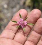 unknown species. Соцветие. Турция, ил Карс, р-н Кагызман, правый берег р. Акчай в 1,5 км ниже дер. Акчай, выс. 1160 м н.у.м., луг. 27 мая 2025 г.