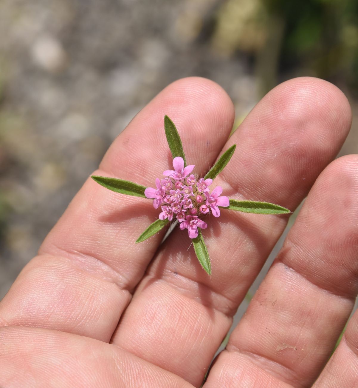 Image of Unknown species specimen.