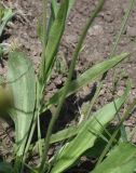 Plantago lanceolata. Листья. Турция, ил Карс, окр. Ани, овраг Хачидзор, луг. 28 мая 2025 г.