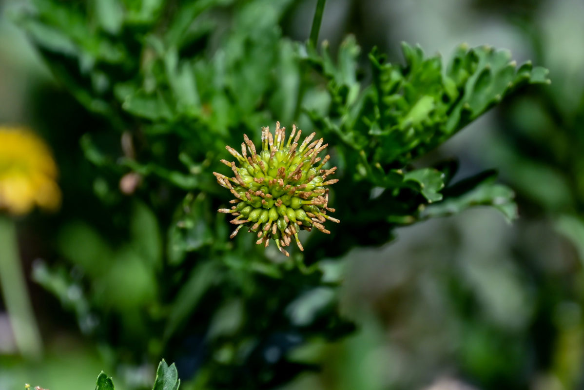 Изображение особи Euryops pectinatus.