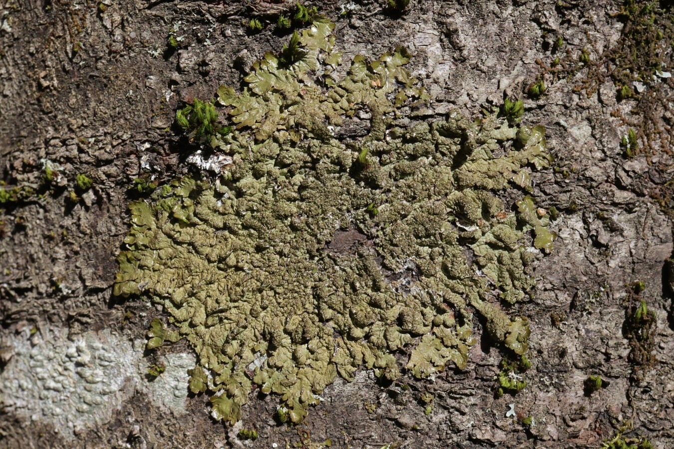 Image of Melanohalea elegantula specimen.