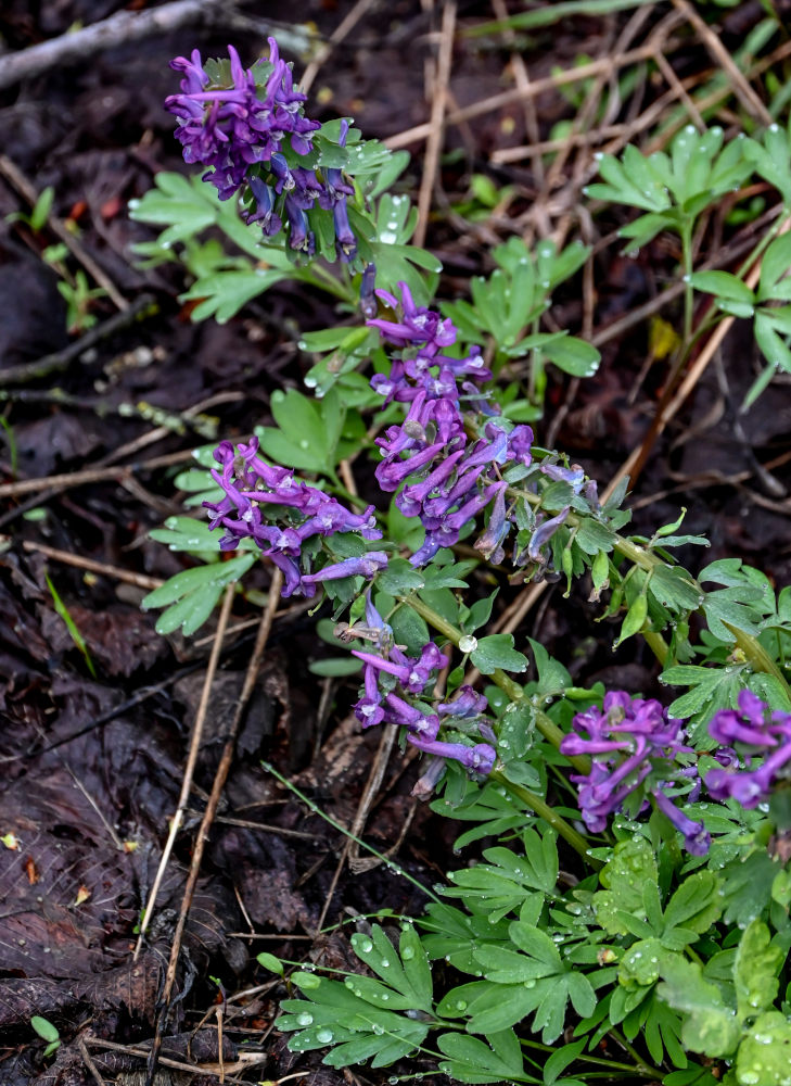 Image of Corydalis solida specimen.