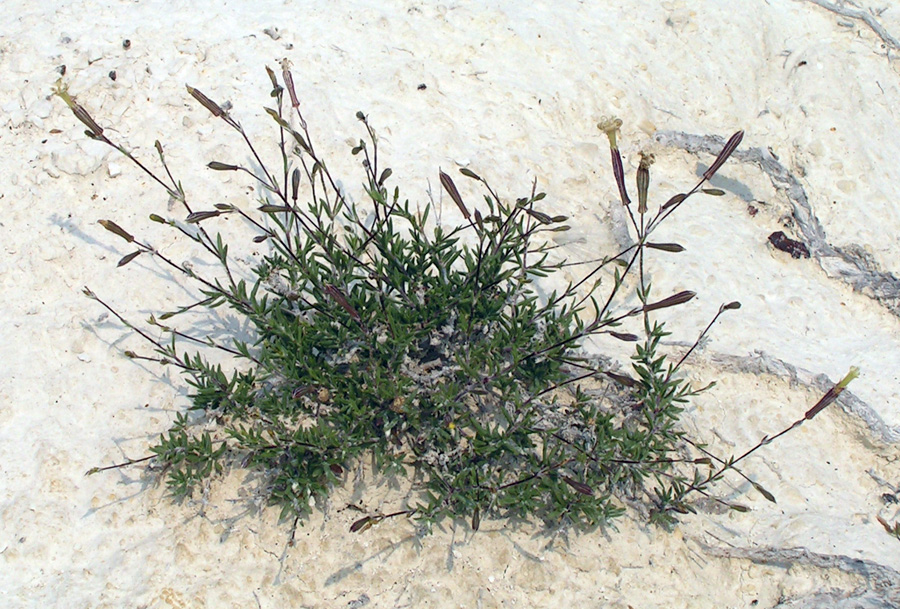 Image of Silene cretacea specimen.
