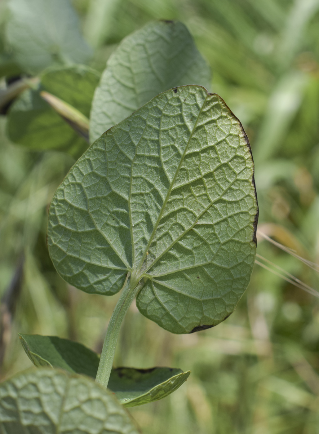 Изображение особи Aristolochia rotunda.