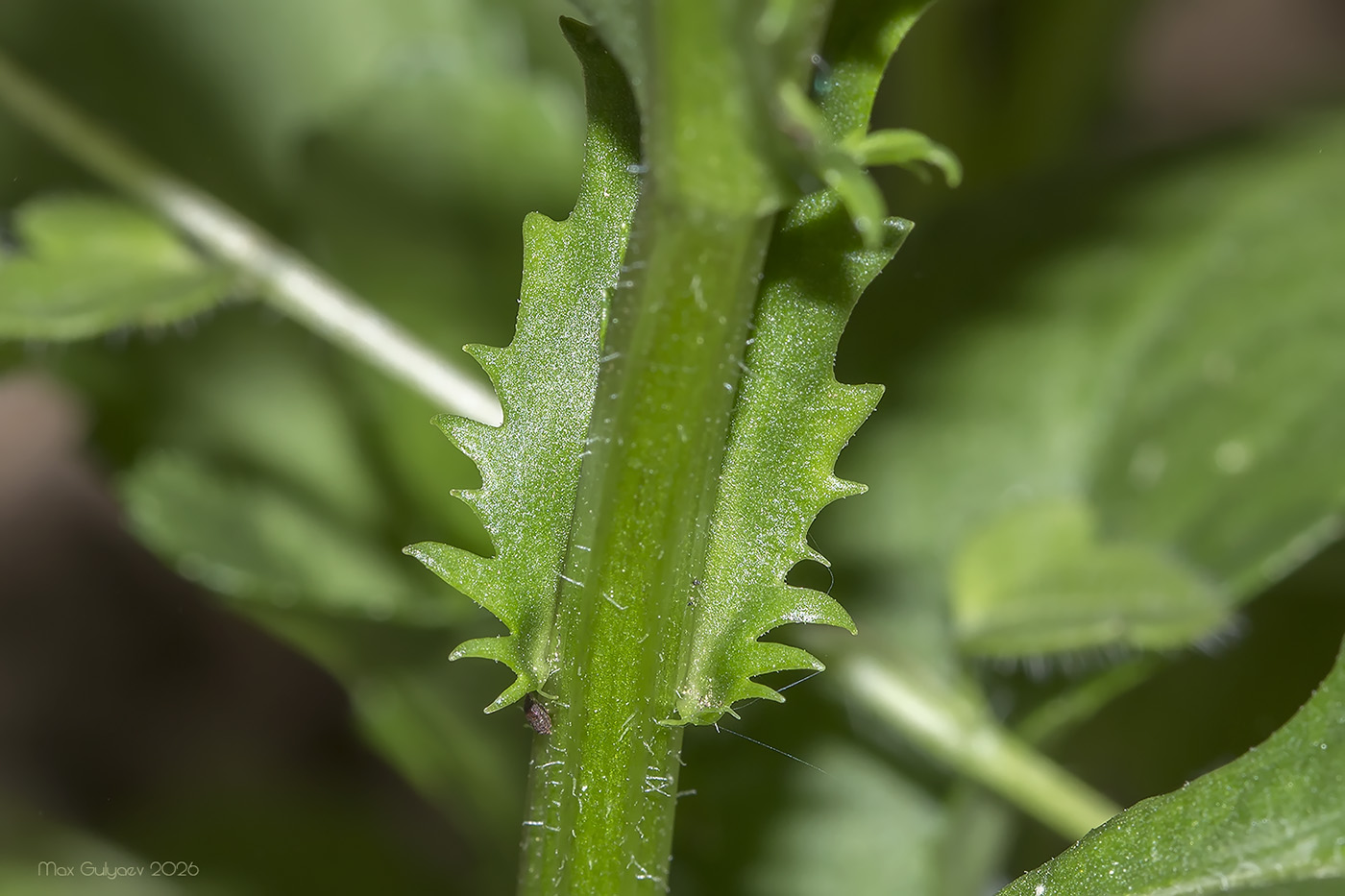 Image of familia Asteraceae specimen.
